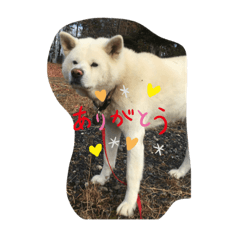 [LINEスタンプ] 秋田犬 ゴンベ