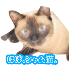 [LINEスタンプ] ほぼ、シャム猫。