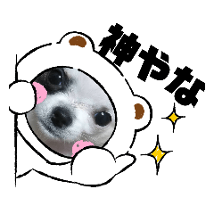 [LINEスタンプ] ちわわの関西弁（心菜）