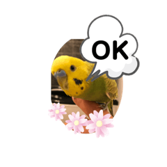 [LINEスタンプ] 鳥っこインコ2