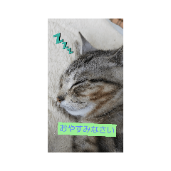 [LINEスタンプ] 茶トラ＆アメショ