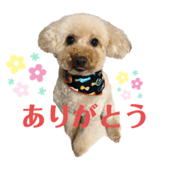 [LINEスタンプ] うちのこまちくんスタンプ