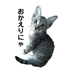 [LINEスタンプ] たまちゃん コメントあり