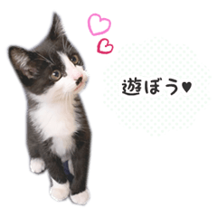 [LINEスタンプ] ハチワレ猫ゆきの日常会話