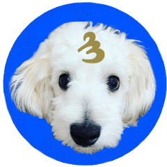 dog Message 23