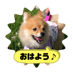 [LINEスタンプ] モカちゃんスタンプversion2