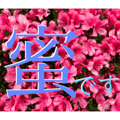 [LINEスタンプ] うちの庭（お花編）