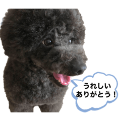 [LINEスタンプ] アフロだ！Noir 2
