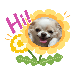[LINEスタンプ] ホワイトチワワのごあいさつ