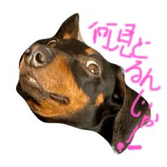 [LINEスタンプ] winerdog