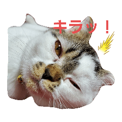 [LINEスタンプ] スコの生活百科