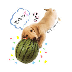 [LINEスタンプ] ミニチュアダックスはるくんのHappyLife