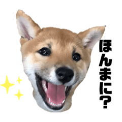 [LINEスタンプ] 豆柴大ちゃんの広島弁スタンプ