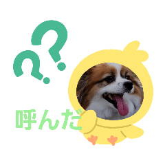 [LINEスタンプ] 犬のロッキー4