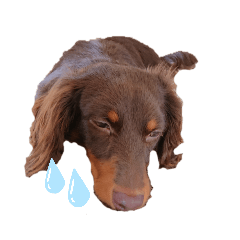 [LINEスタンプ] ロロとワタシ