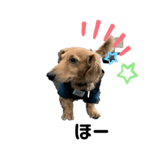 [LINEスタンプ] ダックスフンド チョビくん1
