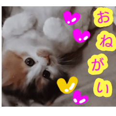 [LINEスタンプ] ぶいとさら うちのねこ