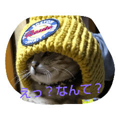 [LINEスタンプ] アメショの鉄くん