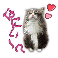 [LINEスタンプ] ネコちゃん＊日常系スタンプ