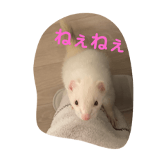 [LINEスタンプ] フェレットはなちゃんかわいいスタンプ