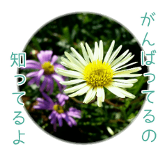 [LINEスタンプ] 花と共に、優しく寄り添う励ましの言葉