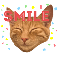 [LINEスタンプ] 茶トラのユッケくん