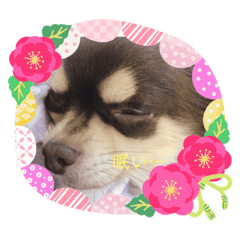 [LINEスタンプ] もかちゃんスタ！