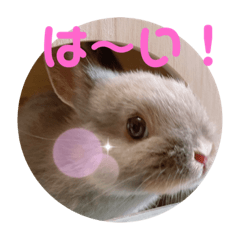 [LINEスタンプ] うさぎのごまちゃん和み編