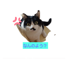 [LINEスタンプ] 愛猫ラムスタンプ1