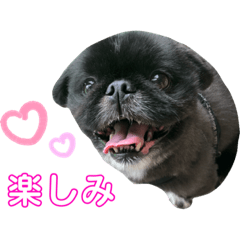 [LINEスタンプ] ペキニーズむさしのスタンプ