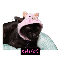 [LINEスタンプ] にゃんこ_クロとレイ