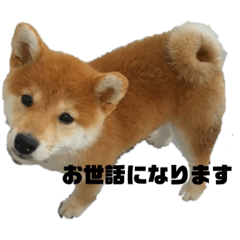 [LINEスタンプ] 柴犬はなさく2