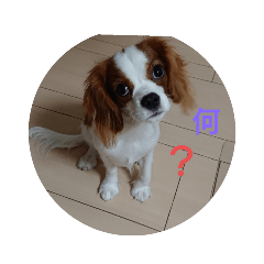 [LINEスタンプ] キャバリア犬03