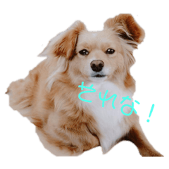 [LINEスタンプ] りり＆ここ＆いちご