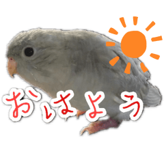 [LINEスタンプ] サザナミインコのもずく