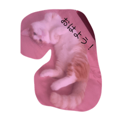 [LINEスタンプ] 猫達は元気