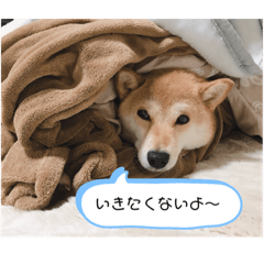[LINEスタンプ] 豆柴キラちゃん日常ごあいさつ