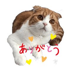 [LINEスタンプ] ハローニャンズ