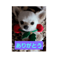 [LINEスタンプ] チワワ アンジェロちゃん
