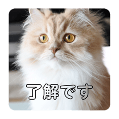 [LINEスタンプ] 猫のスフちゃん(ミヌエット)