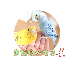 [LINEスタンプ] まきどんの可愛いインコ2