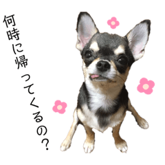 [LINEスタンプ] スムースチワワ ココ