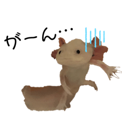 [LINEスタンプ] ウーパールーパーの天ちゃん