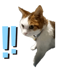 [LINEスタンプ] 猫 てぃんく2