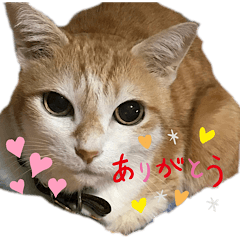 [LINEスタンプ] べっぴん猫るる