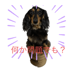 [LINEスタンプ] 犬 メメちゃんとポポちゃんです