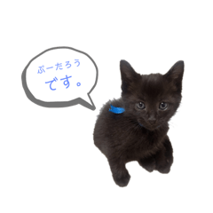 [LINEスタンプ] ぷーたろう 〜子猫は一瞬で大きくなる〜
