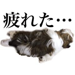 [LINEスタンプ] シーズーとジャックラッセルテリアの日常