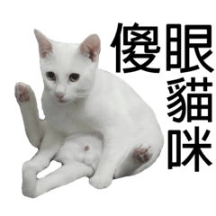 [LINEスタンプ] 白猫『人間観察員』インターン焦糖の日記