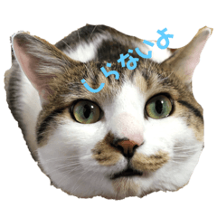 [LINEスタンプ] もふもふのスタンプ